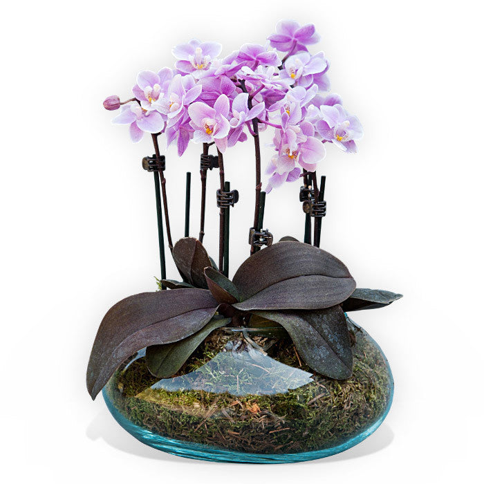 Planted Gift One